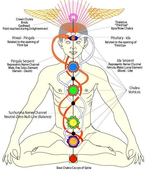 Cenni scientifici sui Chakra e i Veda Cenni scientifici sui Chakra e i Veda