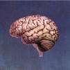 Musica, Armonia, Stress e Benessere 1 pinkbrain